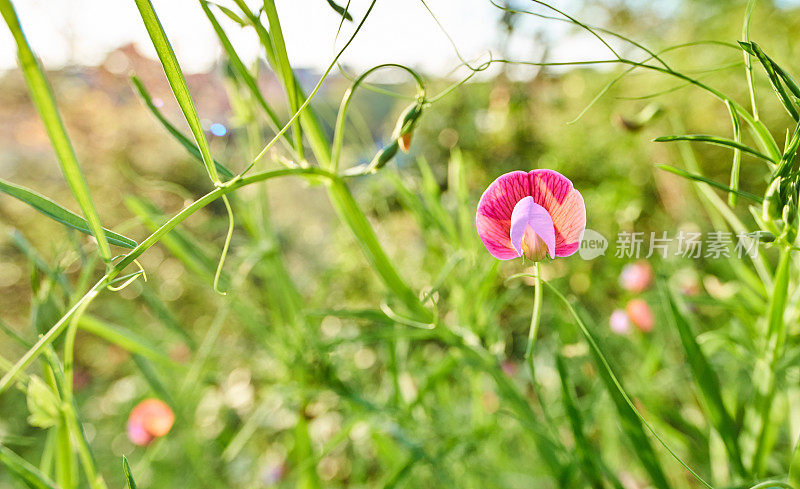 西班牙紫菜- Lathyrus clymenum